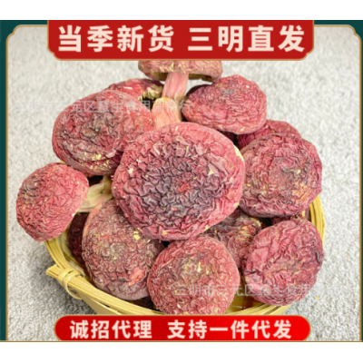 福建三明野生正红菇蓝底大标菇云南红蘑菇土特产月子菇食用菌干货图2