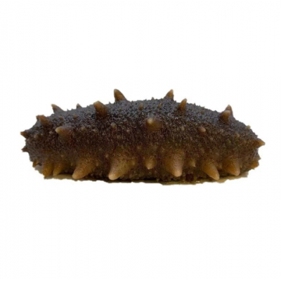 大连即食海参500g 正常口感刺参鲜蒸即食海参非干参厂家顺丰代发图6
