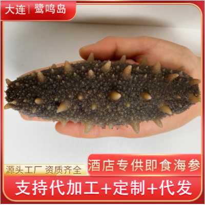 大连即食海参500g 正常口感刺参鲜蒸即食海参非干参厂家顺丰代发图2
