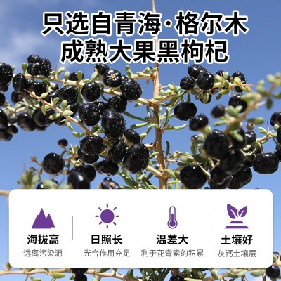 宝栀堂黑枸杞100g/瓶 大果黑枸杞大果青海黑枸杞新货黑枸杞批发图4