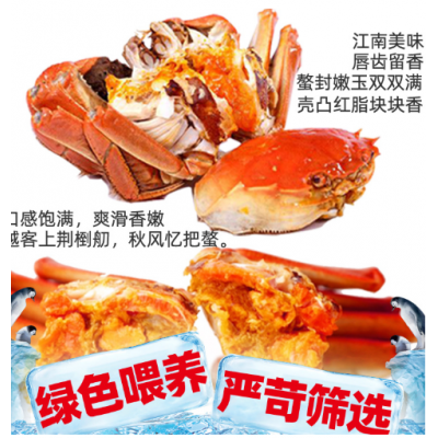 江苏洪泽湖兴化大闸蟹现货六月黄泡沫小青螃蟹鲜活礼卡券河蟹盒装图4