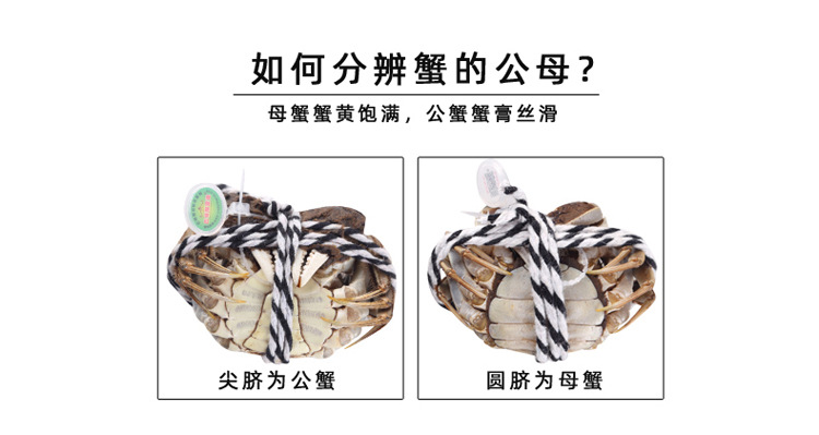 详情页模板-大闸蟹鲜活_02