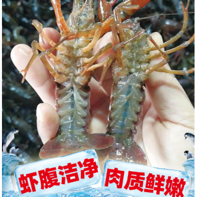 湖北潜江小龙虾炮头龙虾两虾盱眙鲜活小龙虾批发供应鲜活海鲜水产图3