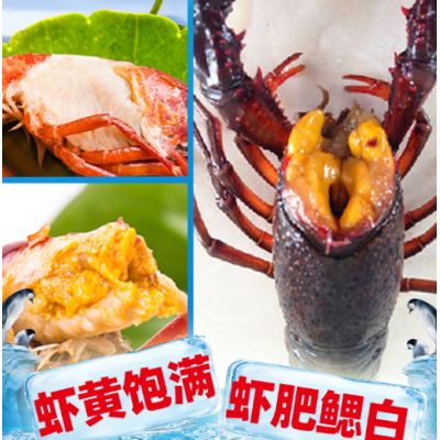 湖北潜江小龙虾炮头龙虾两虾盱眙鲜活小龙虾批发供应鲜活海鲜水产图2