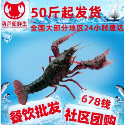 456钱湖北潜江小龙虾活体批发小龙虾小龙虾鲜活商用活的批发活的图4