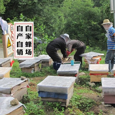 深山农家秦岭土蜂蜜结晶蜜一件代发蜂蜜土蜂蜜批发百花蜜图5