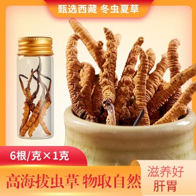 西藏那曲虫草 新鲜冬虫草 冬虫夏草图2
