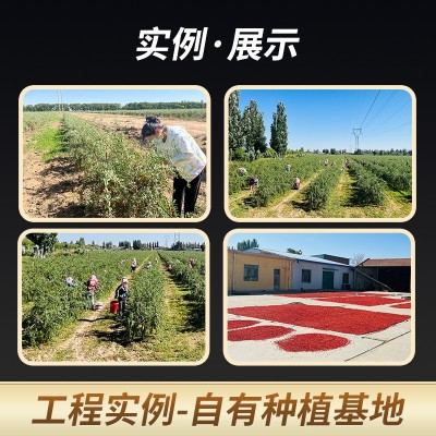 宁夏红枸杞袋装批发中宁枸杞子图2