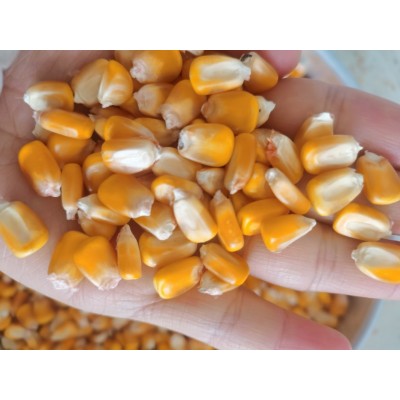 大量出售现货内蒙古优质玉米图4