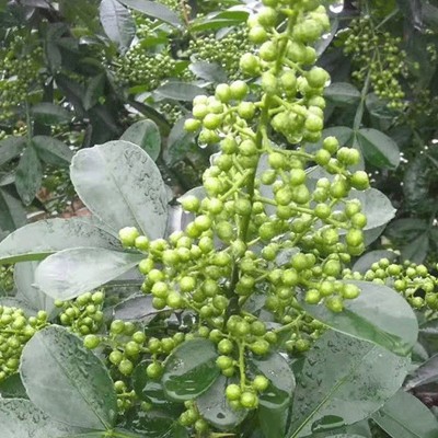 麻椒粉特麻家用四川花椒粉现货批发 麻青花椒面500g花椒粉图3