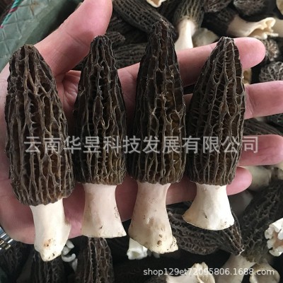 云南特产羊肚菌干货2021新货颜色黑剪脚大个头原产地一手货源批发图3