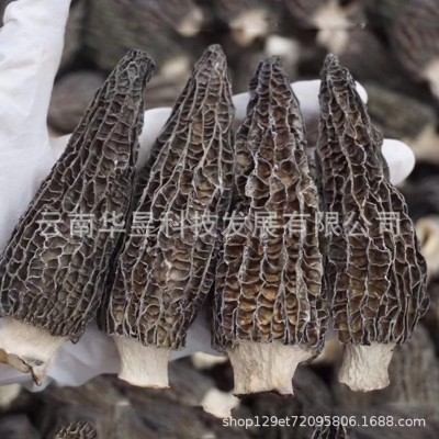 云南特产羊肚菌干货2021新货颜色黑剪脚大个头原产地一手货源批发图2