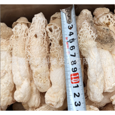 云南特产红托竹荪干货2021新上长条颜色白无断条种植基地一手货源图2