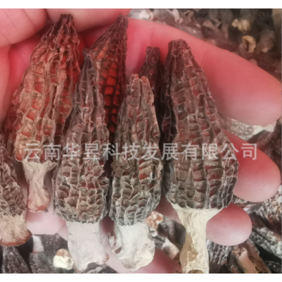 云南特产羊肚菌干货2021新上中号个头肉博装菌汤包用一手货源批发图4