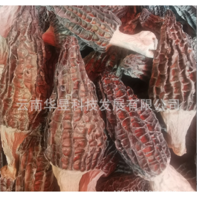 云南特产羊肚菌干货2021新上中号个头肉博装菌汤包用一手货源批发图3