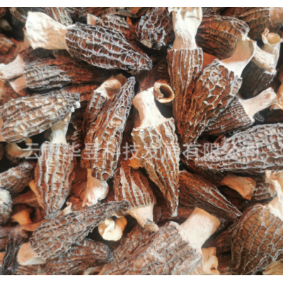云南特产羊肚菌干货2021新上中号个头肉博装菌汤包用一手货源批发图5