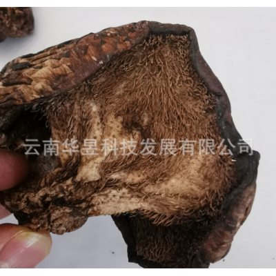 云南特产虎掌菌干货章子菌2021新上泥脚干净机烤五公分以上一手货图4