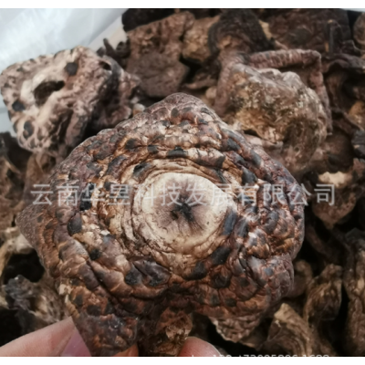 云南特产虎掌菌干货章子菌2021新上泥脚干净机烤五公分以上一手货图2