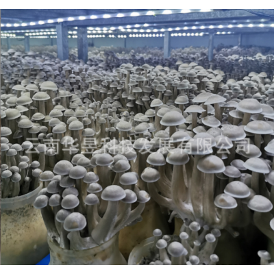 云南特产鹿茸菇干货2021新上切根中粗条无碎火锅炒菜厂家一手货源图5