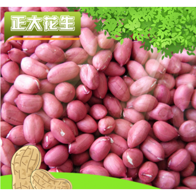 生产供应 高质量脱皮花生 出口级东北四粒红花生 脱皮花生厂家图3