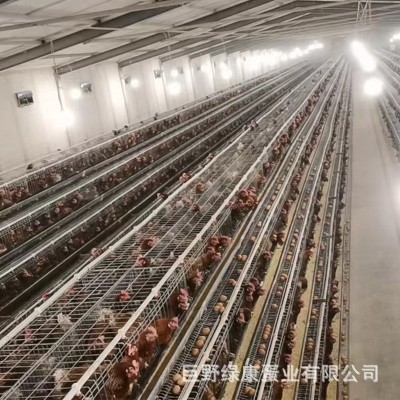 新鲜鸡蛋粉壳鸡蛋五谷物粮食喂养整箱鸡蛋批发量大从优山东养殖场图4