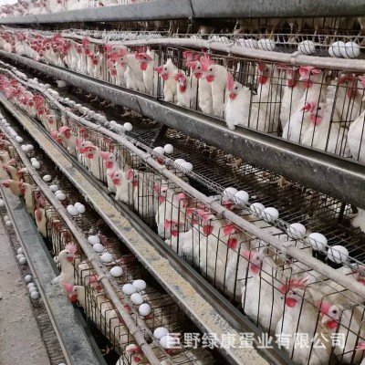 新鲜鸡蛋粉壳鸡蛋五谷物粮食喂养整箱鸡蛋批发量大从优山东养殖场图5