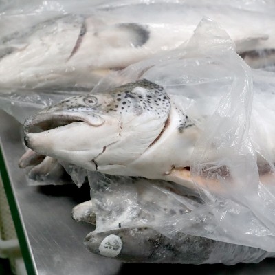 整条三文鱼智利大西洋鲑鱼日料刺身鱼片海鲜食材图4