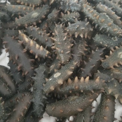 半干海参大连特产深海高龄海参传统蒸煮晾晒半干海参500g水产干货图3