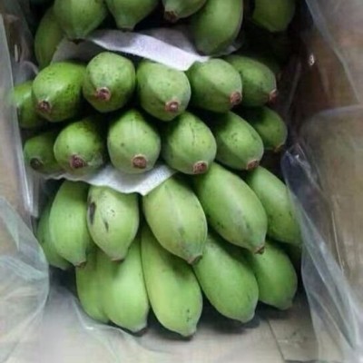 广西小米蕉 苹果蕉 新鲜香蕉 一件代发图4