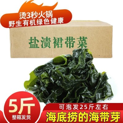 盐渍裙带菜海白菜海藻菜海带裙带菜凉拌菜麻辣烫火锅食材产地直供