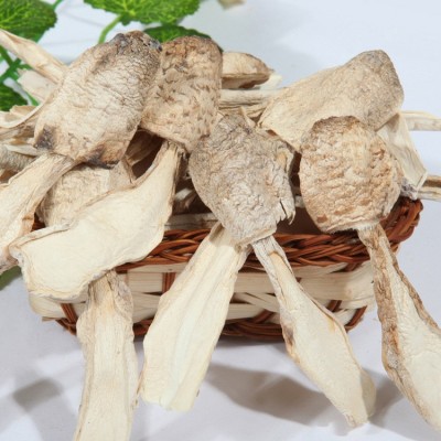 批发鸡腿菇