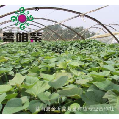 2022年紫甘薯苗山东基地批发紫红薯苗产量高紫薯栽培管理方法图3