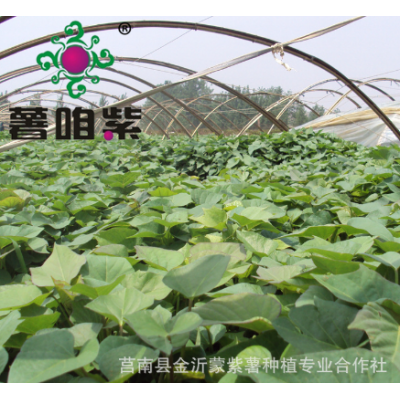 2022年紫甘薯苗山东基地批发紫红薯苗产量高紫薯栽培管理方法图4