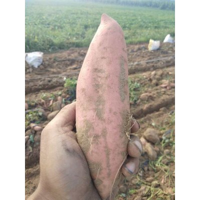 山东烟薯25 大量储存批发零售50斤一箱图5