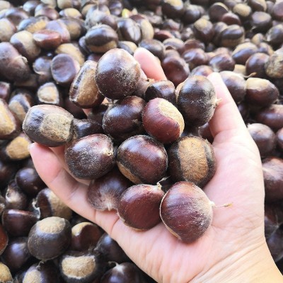 正宗迁西板栗老树栗子河北迁西生鲜油栗批发糖炒栗子香甜软糯板栗图4