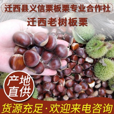 正宗迁西板栗老树栗子河北迁西生鲜油栗批发糖炒栗子香甜软糯板栗图2