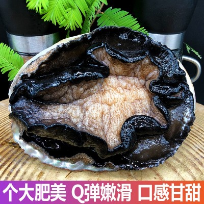 冷冻生冻澳洲鲍鱼澳鲍澳大利亚特大新西兰鲍鱼450g-750g图2
