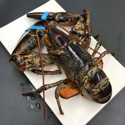 加拿大新鲜冷冻龙虾波士顿大龙虾冰冻特大波龙海鲜水产500-600g图4