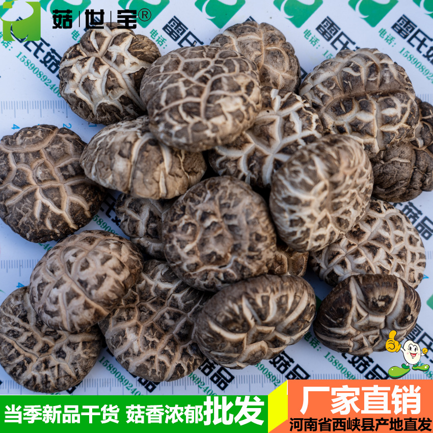 花菇4