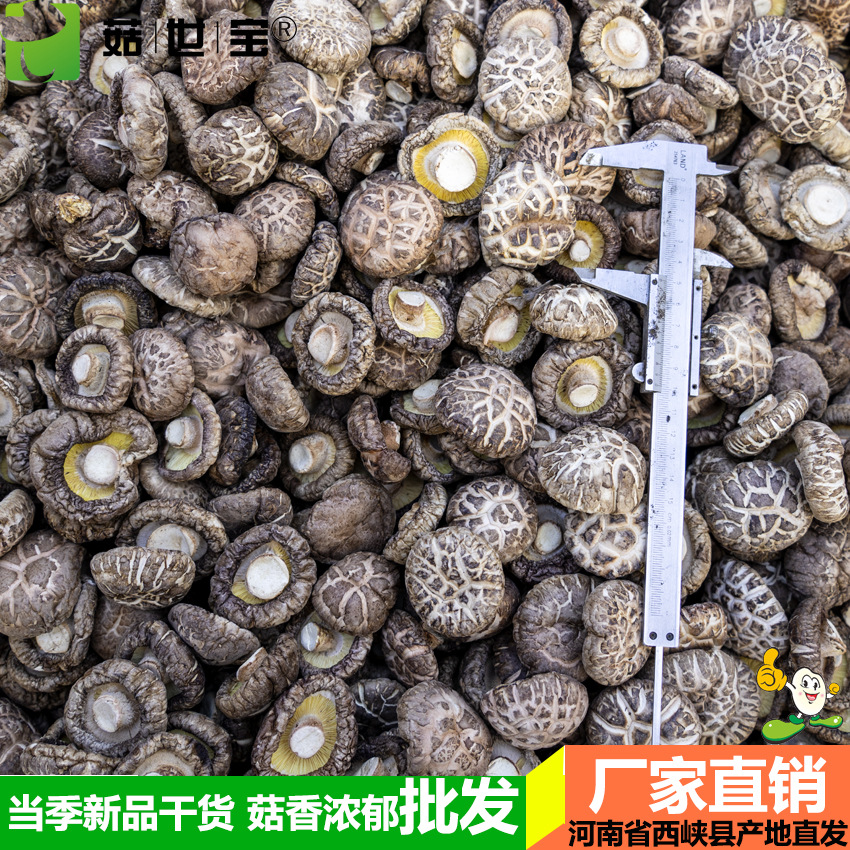 花菇5