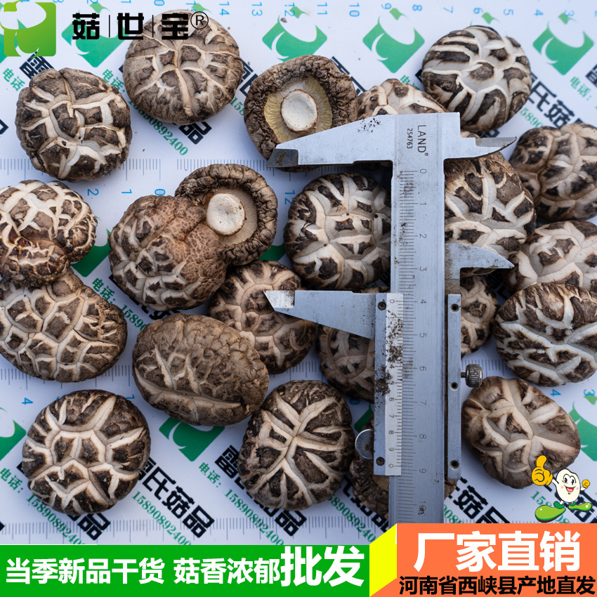 花菇6