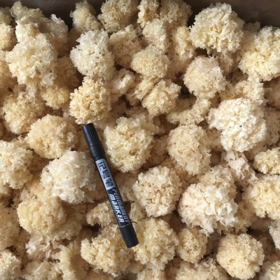 古田小银耳干货批发500g 仿椴木银耳一煮就糯白木耳 厂家直供批发图1