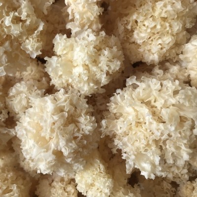 古田小银耳干货批发500g 仿椴木银耳一煮就糯白木耳 厂家直供批发图2