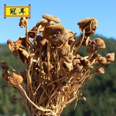 冠耳 产地直批茶树菇500g 茶薪菇未开伞 冰菇含苞 散装/包装/图4