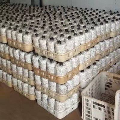 批发黑皮鸡枞菌包种植包家庭食用菌蘑菇鸡枞菌种包鸡枞菌图4