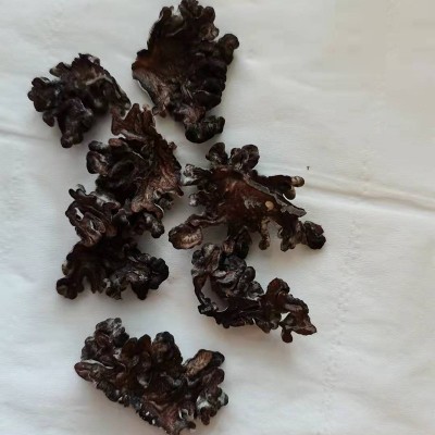 供应批发新货猴脑菇干货猴脑菌家用猴脑菌菇酒店新品黑猴头菇图3