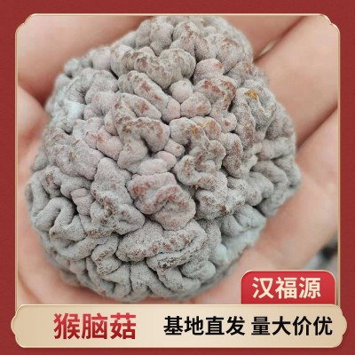 供应批发新货猴脑菇干货猴脑菌家用猴脑菌菇酒店新品黑猴头菇图1
