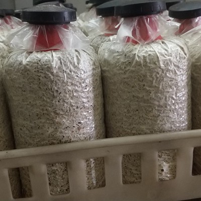 黑皮鸡枞菌蘑菇包阳台趣味食用菌家庭蘑菇种植蘑菇菌包图3