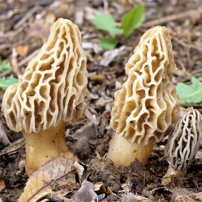 香格里拉特产羊肚菌新鲜菌菇蘑菇云南野山菌厂地直供可顺丰直邮图4