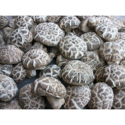 湖北肉厚大冬菇花菇 食用菌农产品土产干货天茶花菇批发图2
